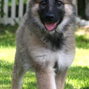 Schæferhund Bella