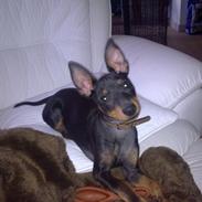 Engelsk toy terrier Rex