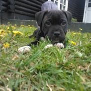 Staffordshire bull terrier micha