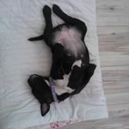 Staffordshire bull terrier micha