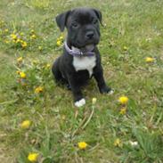 Staffordshire bull terrier micha