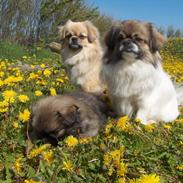 Tibetansk spaniel Tes-La´s Ha-Go-Ba
