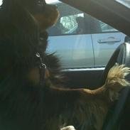 Cavalier king charles spaniel agerbøls Pongo