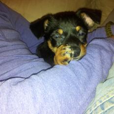 Blanding af racer Cody