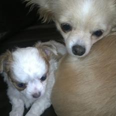 Chihuahua Chihunde's Aya