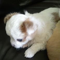 Chihuahua Chihunde's Aya