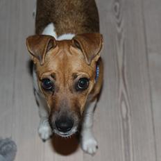 Dansk svensk gaardhund Viola