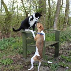 Dansk svensk gaardhund Viola