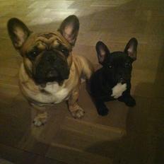 Fransk bulldog Rehabs's Prince - Kato