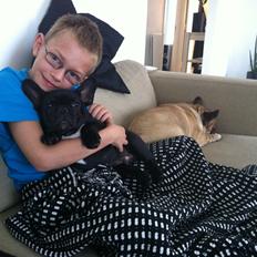 Fransk bulldog Rehabs's Prince - Kato