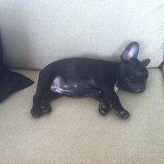 Fransk bulldog Rehabs's Prince - Kato