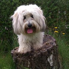 Coton de tulear Sara