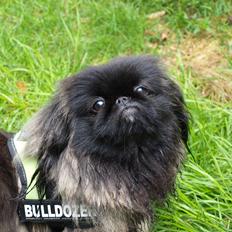 Pekingeser Cita AKA Bulldozeren