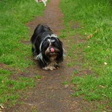 Shih tzu Flindt´s Born To Beauty (Bumle)