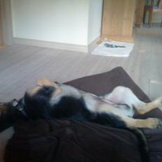 Schæferhund Niko