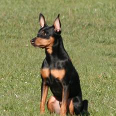 Dvaergpinscher Ollie