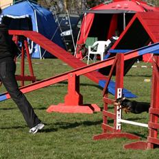 Dvaergpinscher Ollie