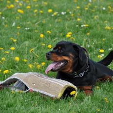 Rottweiler  Kenja
