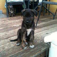 Blanding af racer Chico (The Champion)