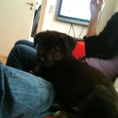 Blanding af racer Chico (The Champion)