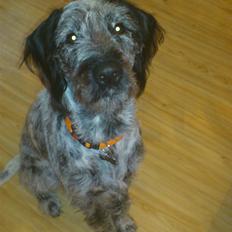 Blanding af racer Zikka