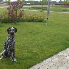 Blanding af racer Zikka