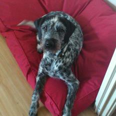 Blanding af racer Zikka