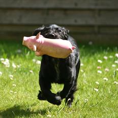 Field Trial Cockerspaniel Marley