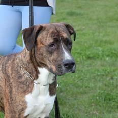 Blanding af racer Gizmo " Fars hund"