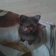 Blanding af racer Sofus