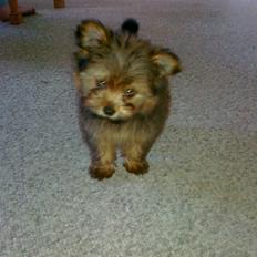 Blanding af racer Sofus