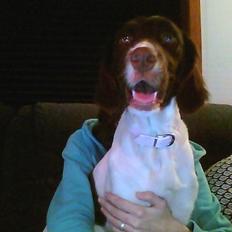 Kleiner münsterländer Molly