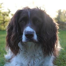 Engelsk springer spaniel Nuser