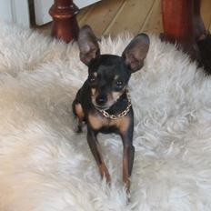 Prazsky krysarik Dolchie