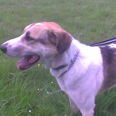 Blanding af racer Laky