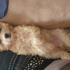 Biewer yorkshire terrier Goldie
