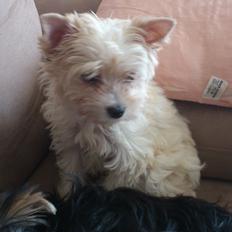 Biewer yorkshire terrier Goldie