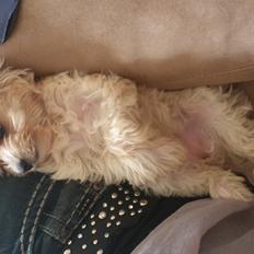 Biewer yorkshire terrier Goldie