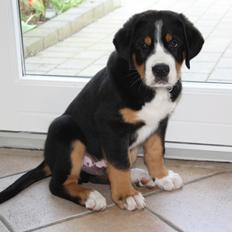 Grosser schweizer sennenhund Aslan