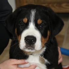 Grosser schweizer sennenhund Aslan