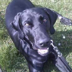 Blanding af racer Buster