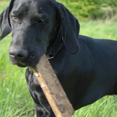 Blanding af racer Buster