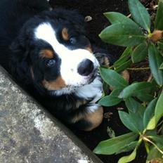 Berner sennenhund Cleo