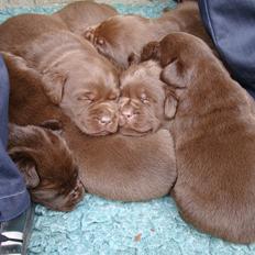 Labrador retriever Aston