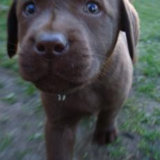 Labrador retriever Aston