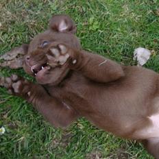 Labrador retriever Aston