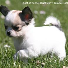 Chihuahua Blackstars Haley