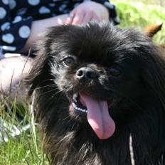 Pekingeser Milas (Elvis)