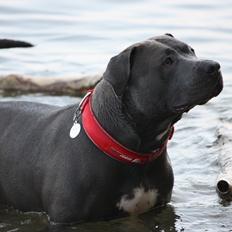 Amerikansk staffordshire terrier Maggie