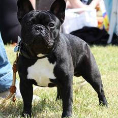 Fransk bulldog Skjoldhøj's Bite of reality    Cody
